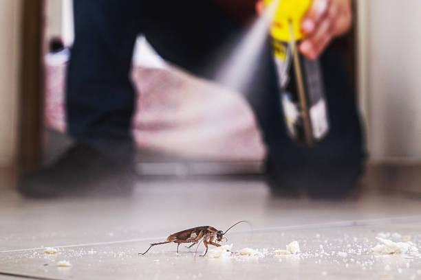 Wasp Removal Services in Holbrook, AZ